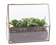 Fittonia in semi-terrarium the glass house