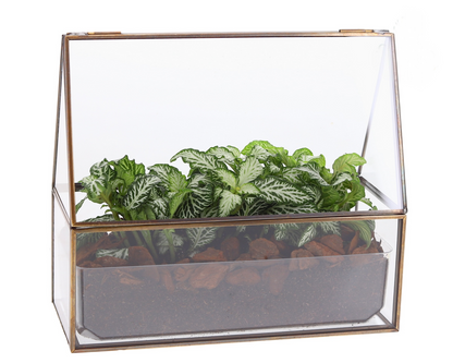 Fittonia in semi-terrarium het glazen huisje