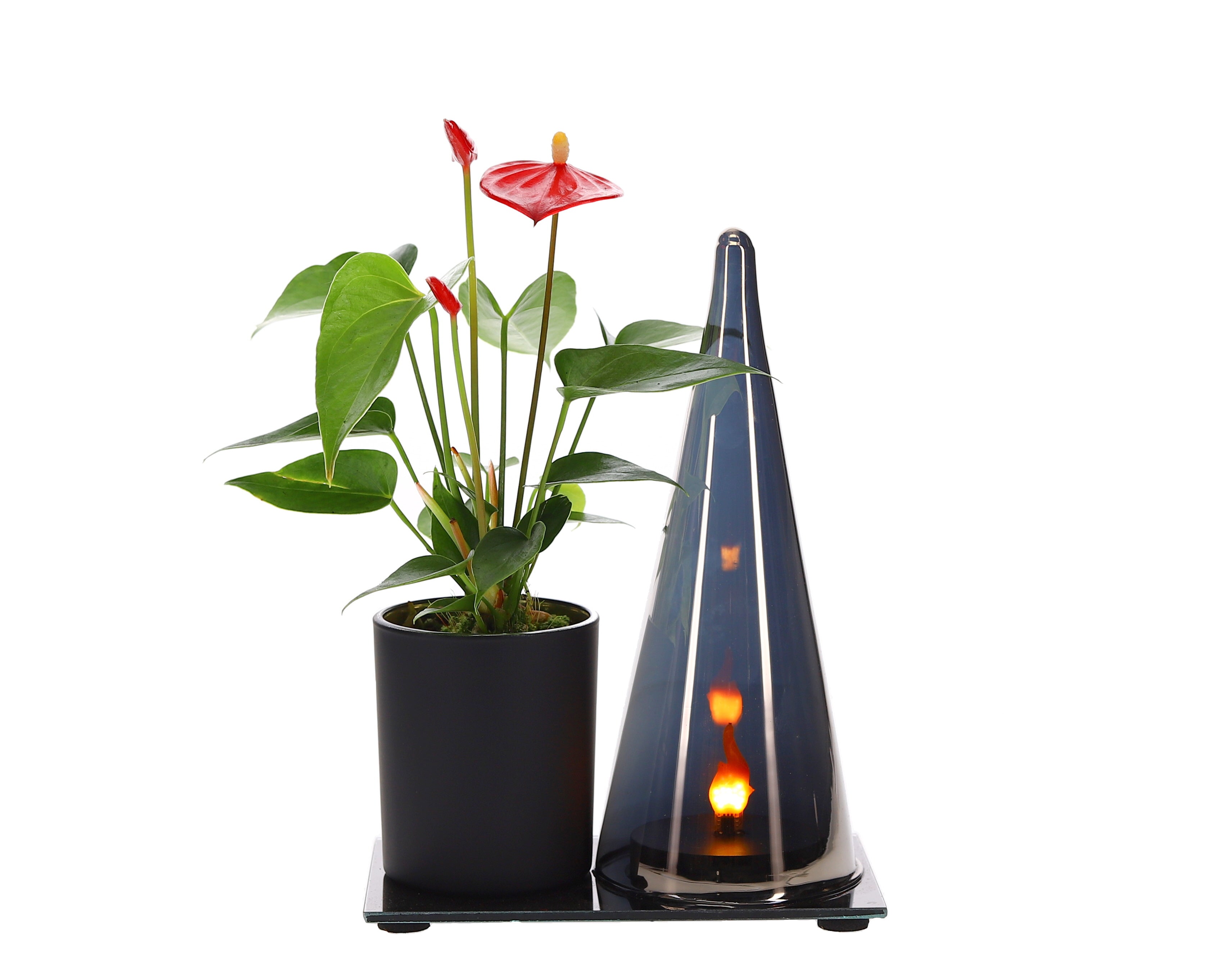 Lighting Duo Anthurium