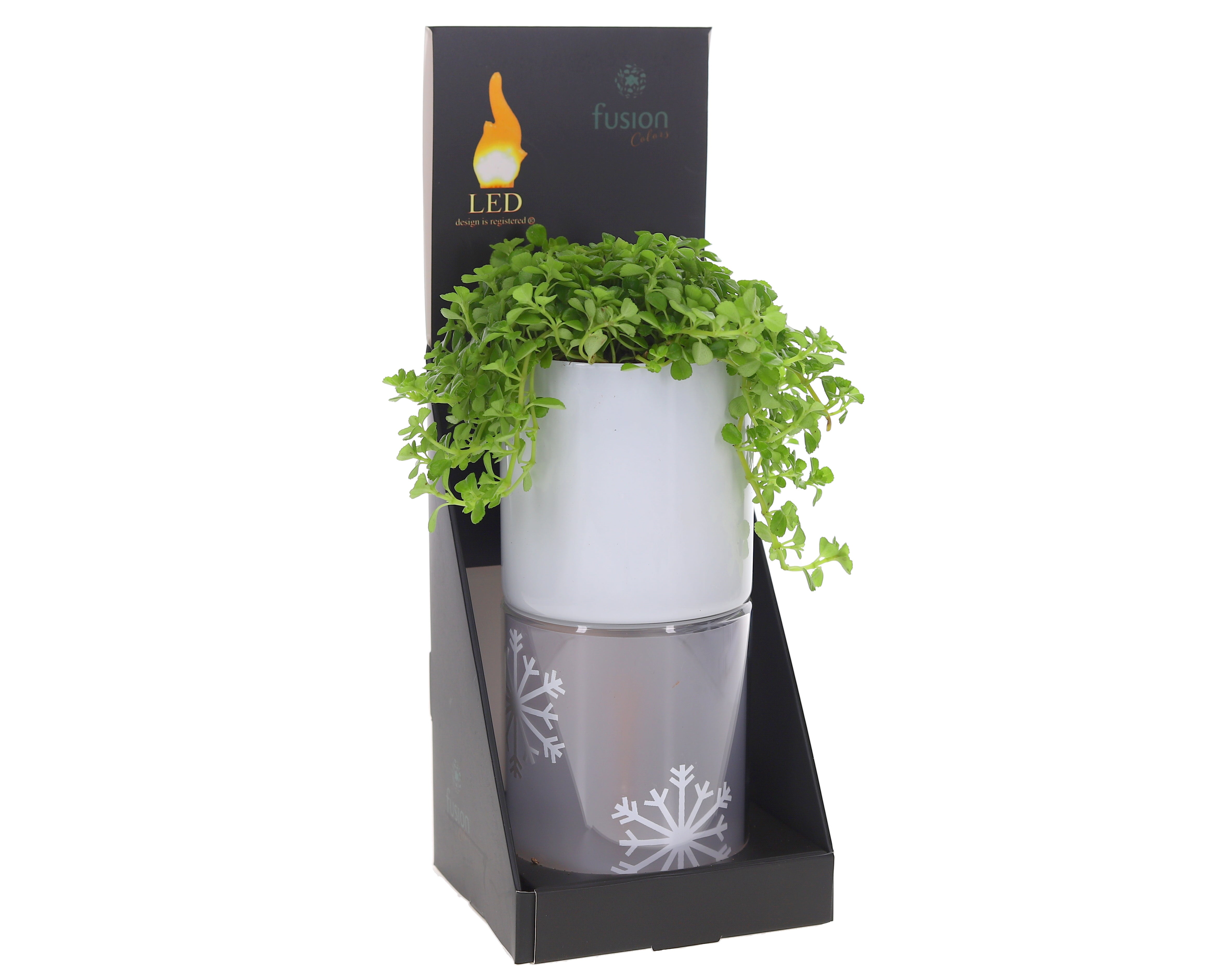 Pilea in Led Star