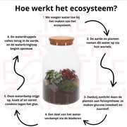 Fittonia_jona_hoe_werkt_het_ecosysteem