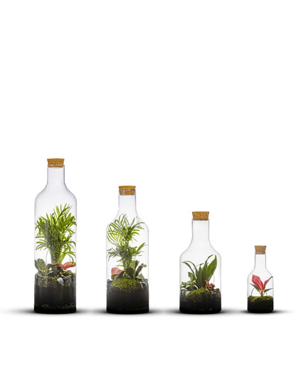 Verschiedene Pflanzen im offenen Terrarium Bottle Jungle