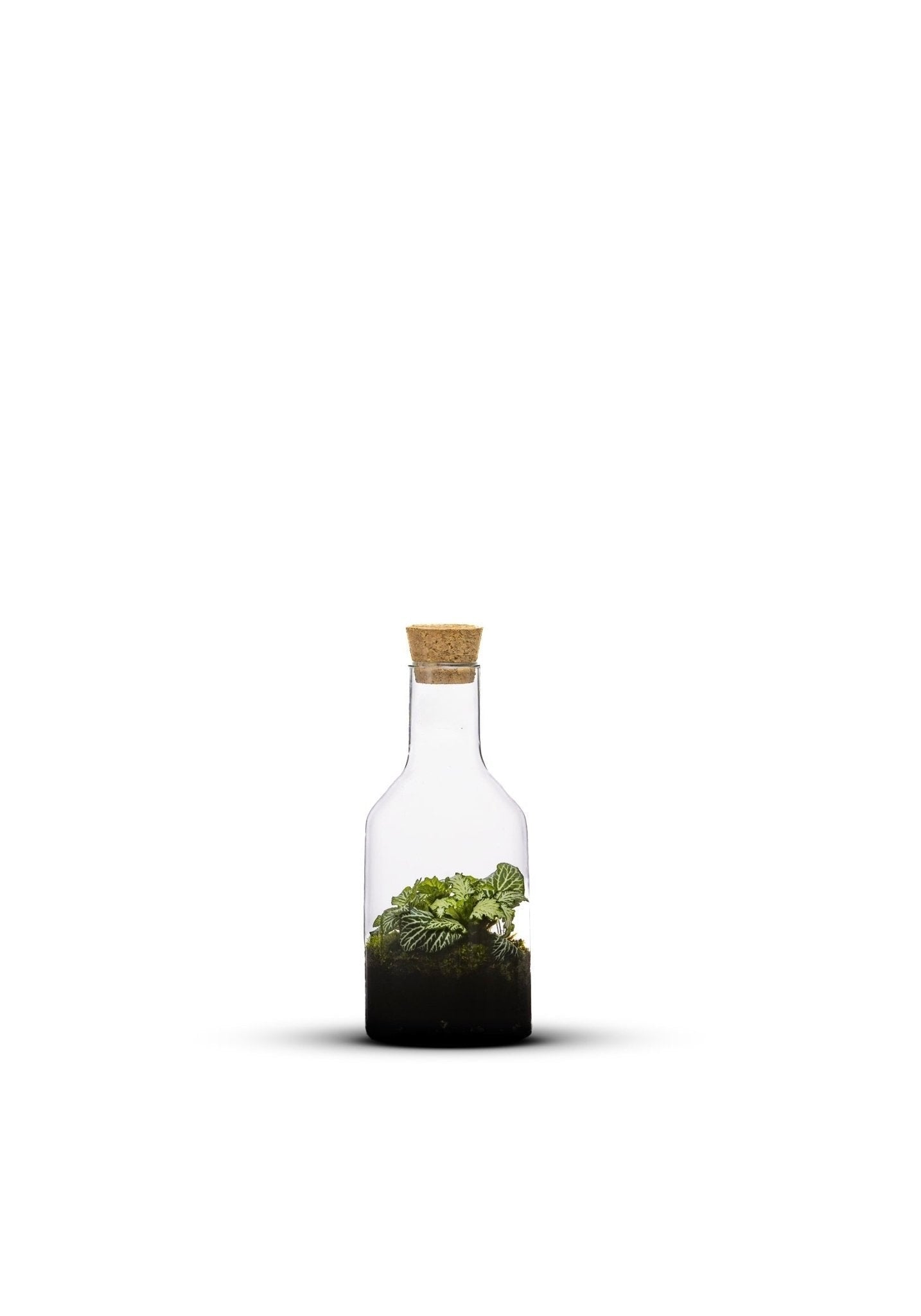 Diverse planten in open terrarium Bottle Jungle