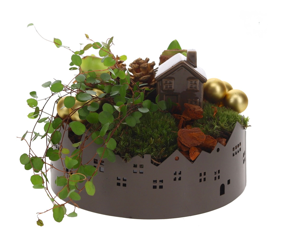 Amaryllis Kerst Arrangement