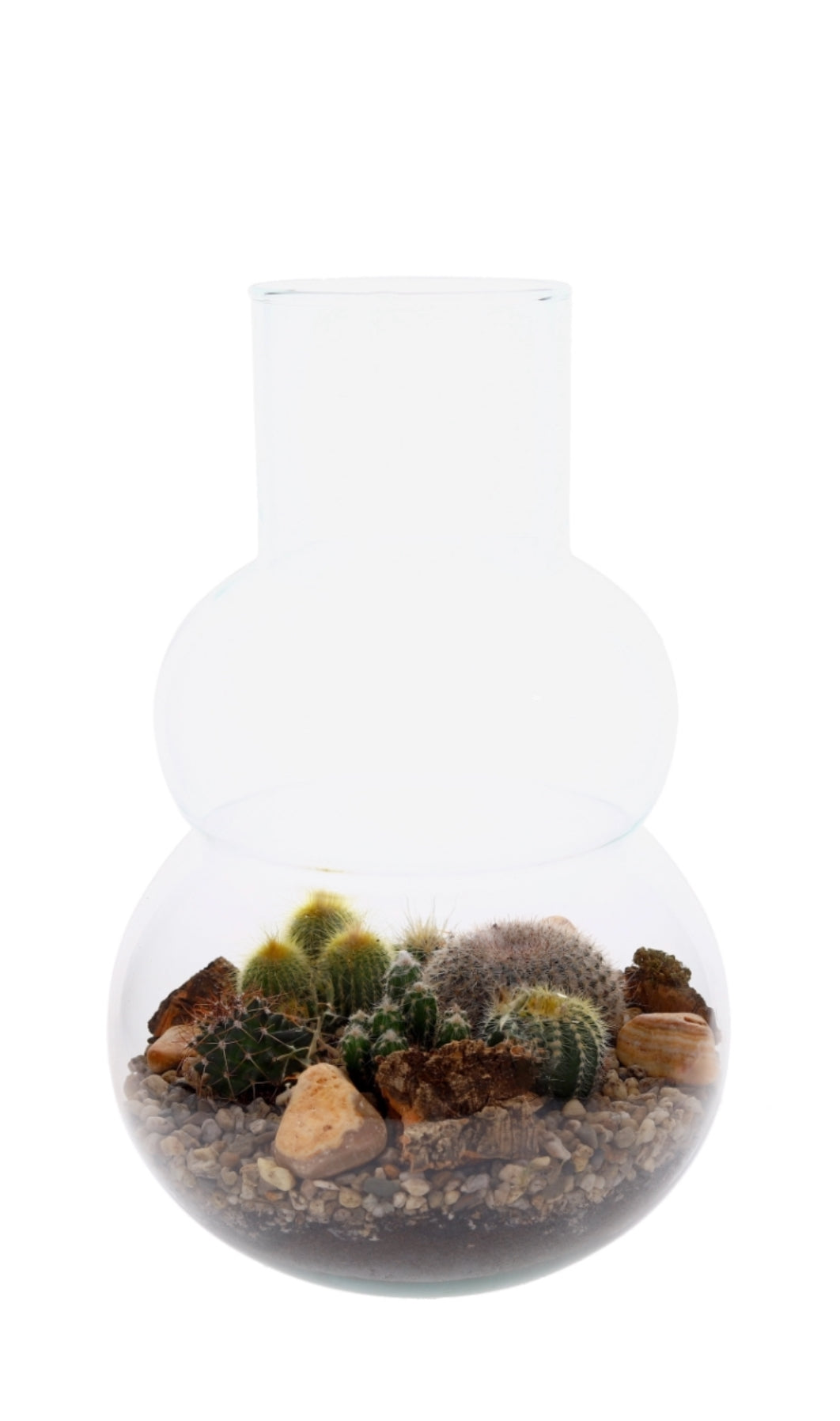 Cactussen in Terrarium olaf