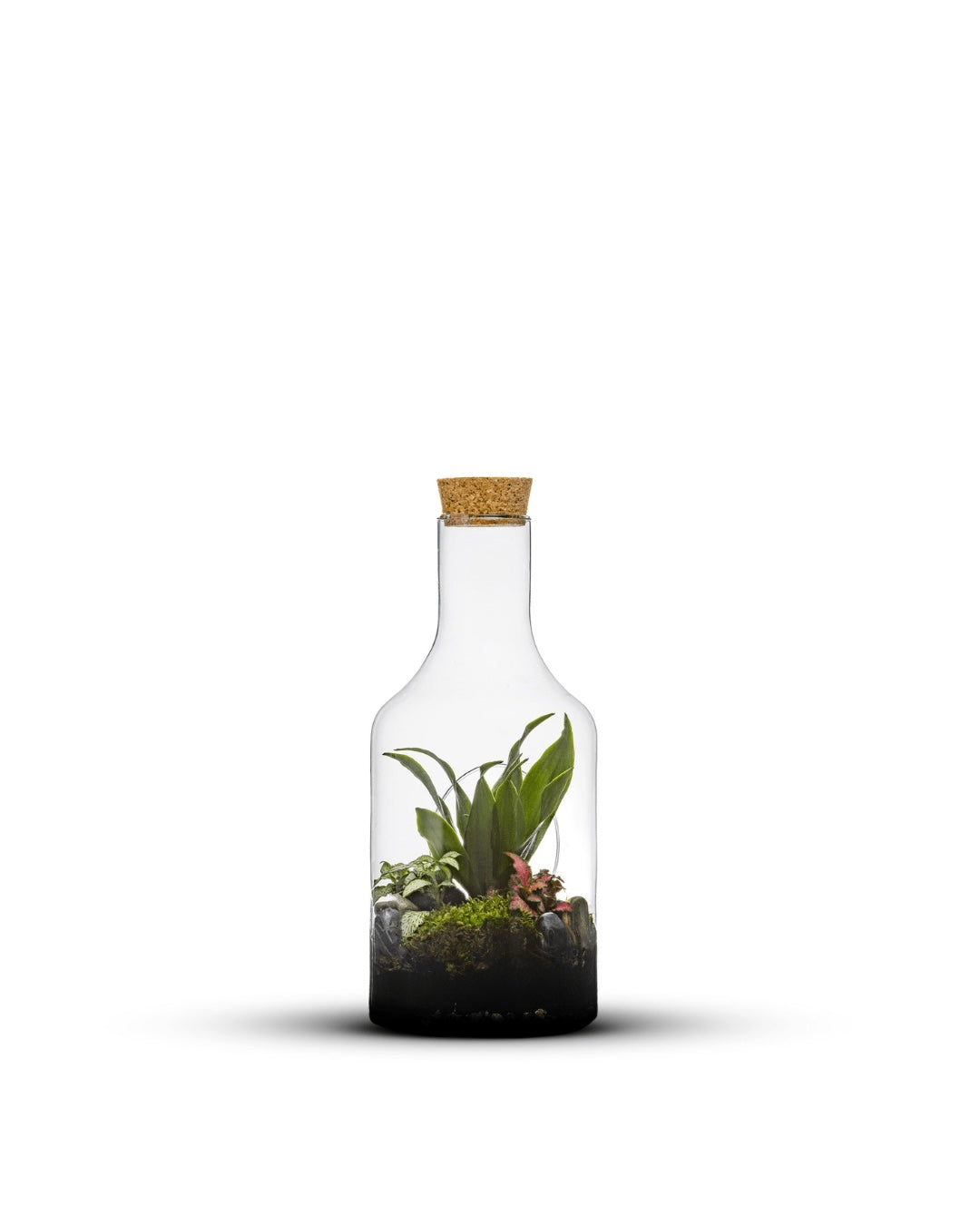 Verschiedene Pflanzen im offenen Terrarium Bottle Jungle