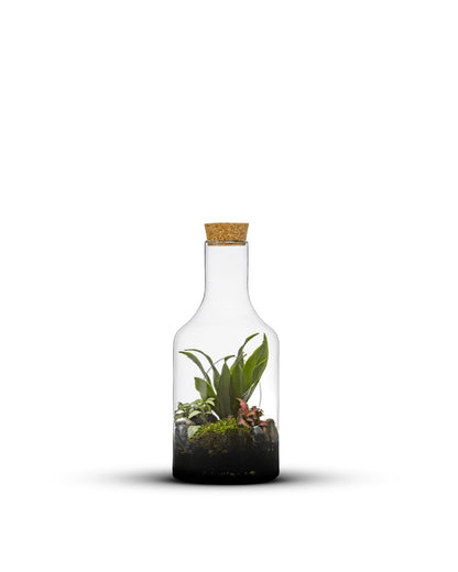 Verschiedene Pflanzen im offenen Terrarium Bottle Jungle