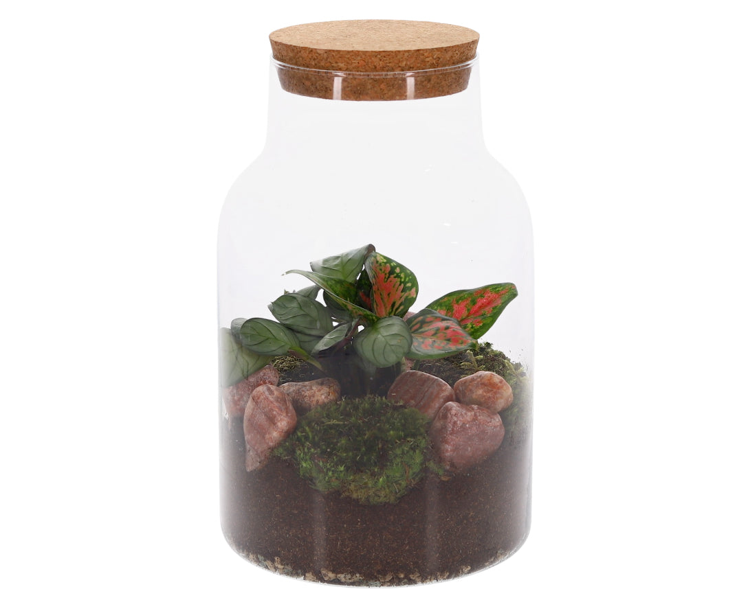 Calathea und Aglaonema im Ökosystem