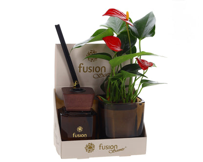 Geurset met Anthurium