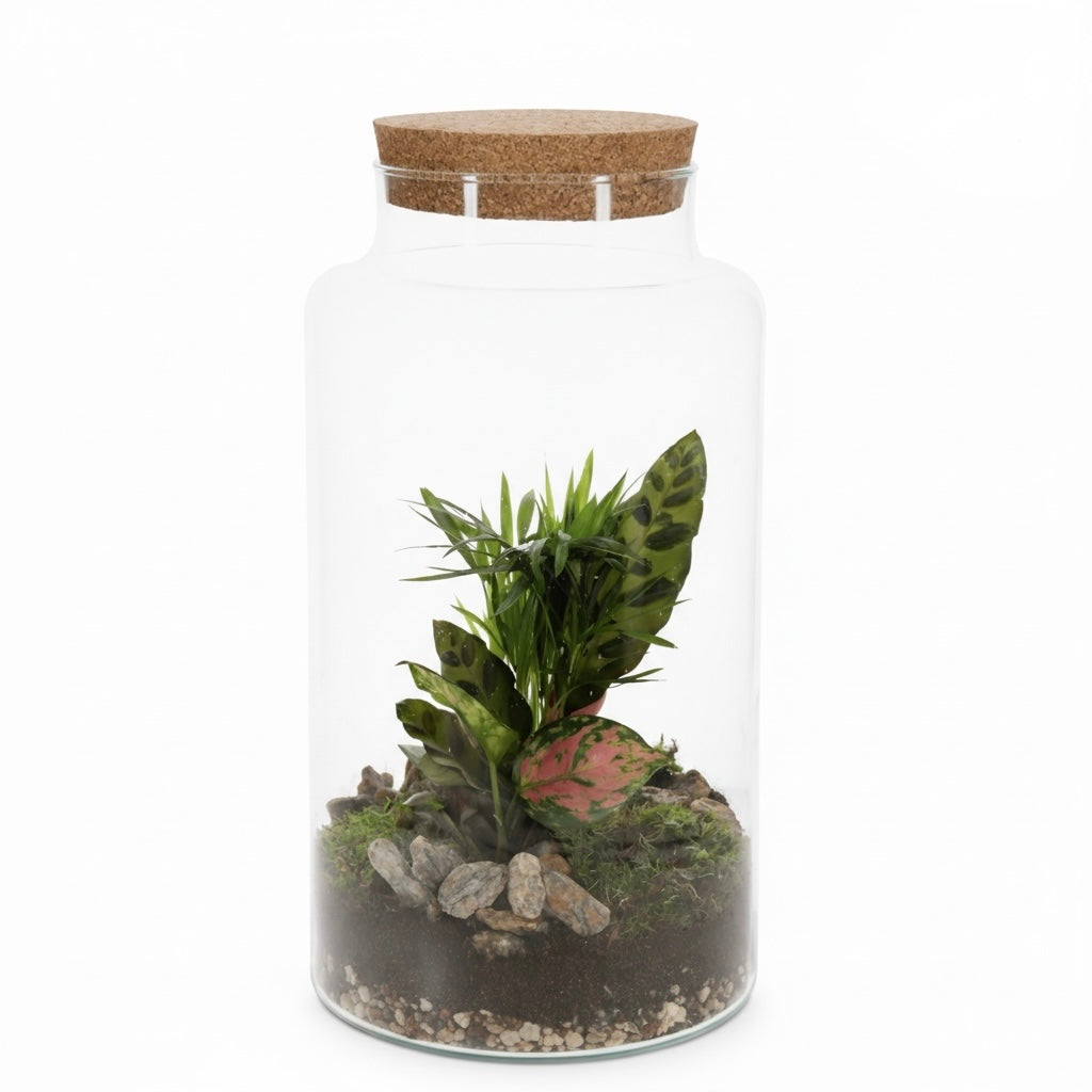 Tropical Urban Jungle Plants in Terrarium Green-bottle Jungle
