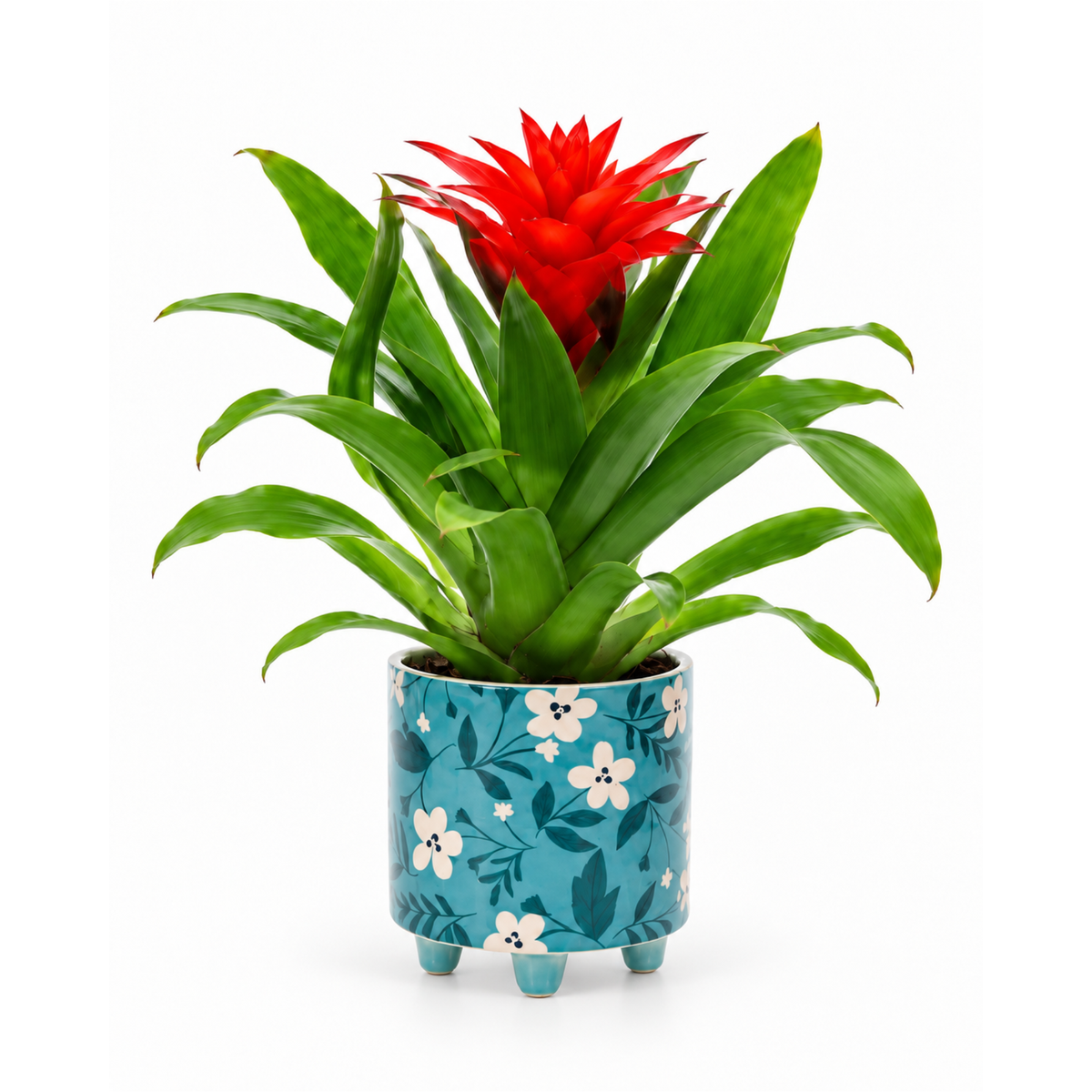 Guzmania-bromelia in blauwe pot