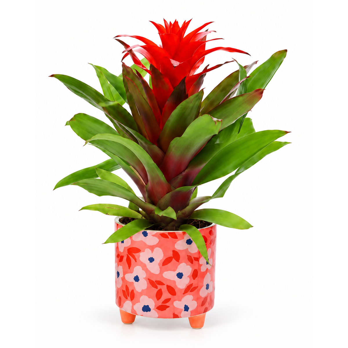 Guzmania-bromelia in rode pot