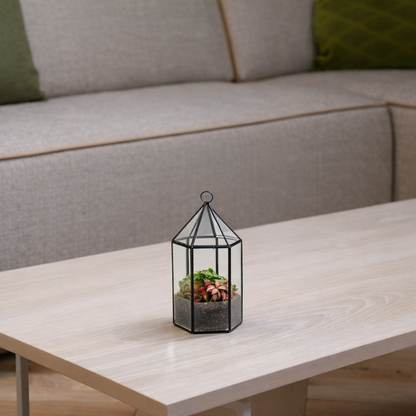 Fittonia in Semi-terrarium Lantaarn