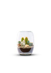 Terrarium_Isabella_Cactus_Plant_Medium_The_Green_Bottle_Garden