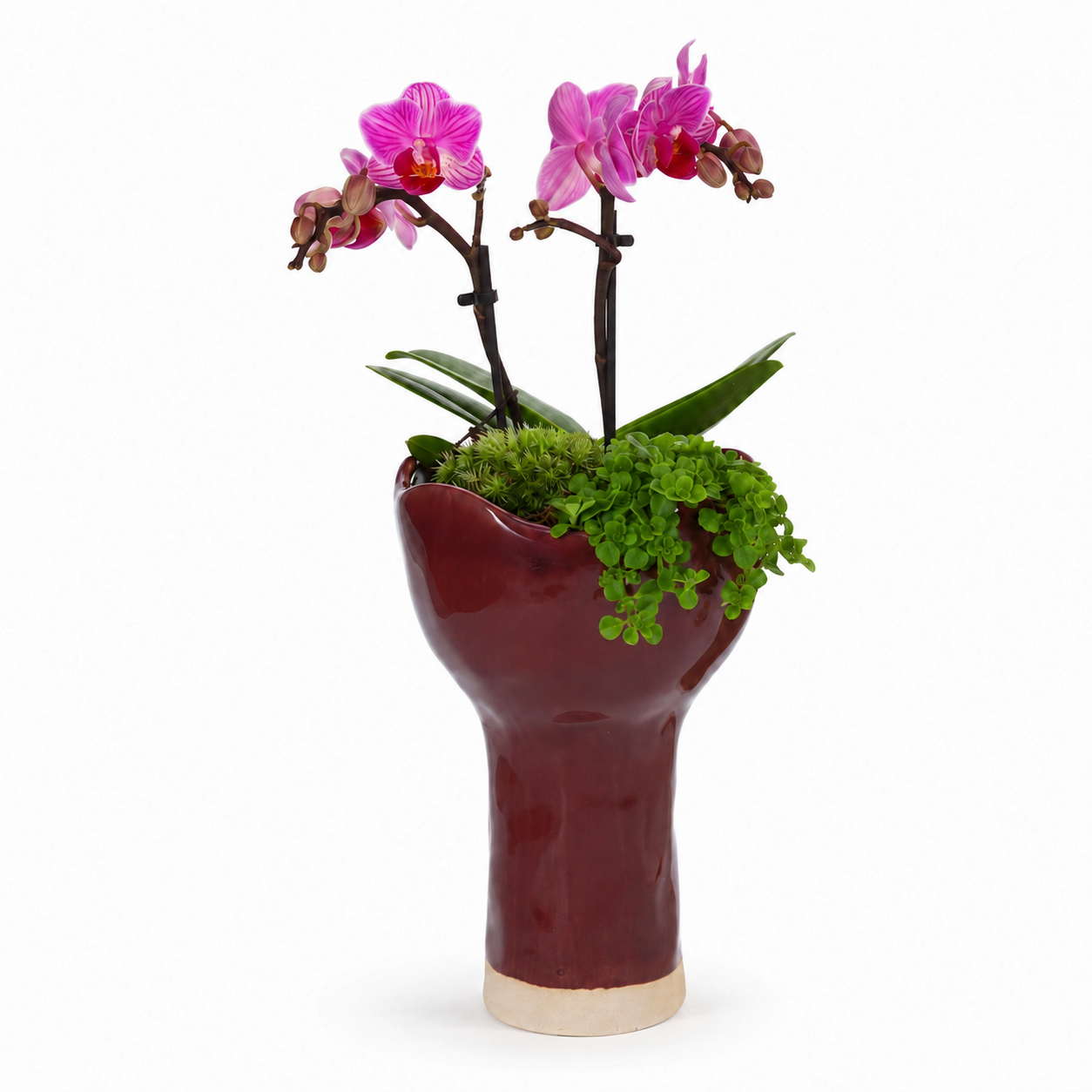 Orchidee en Pilea in Keramieke Vaas