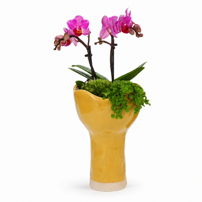 Orchidee en Pilea in Keramieke Vaas