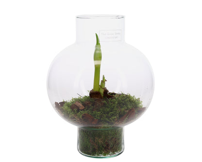 Amaryllis in open terrarium Laura