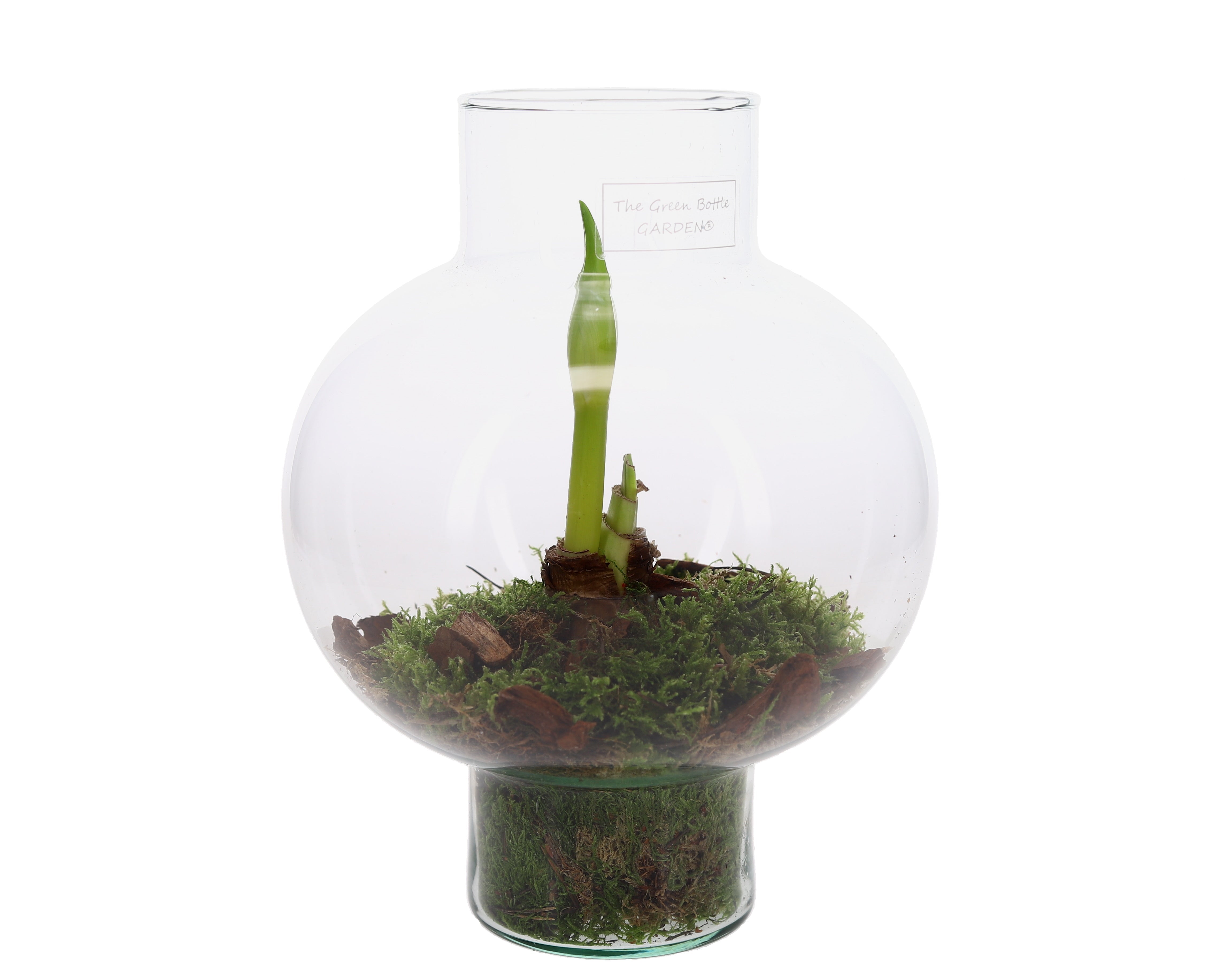 Amaryllis in open terrarium Laura