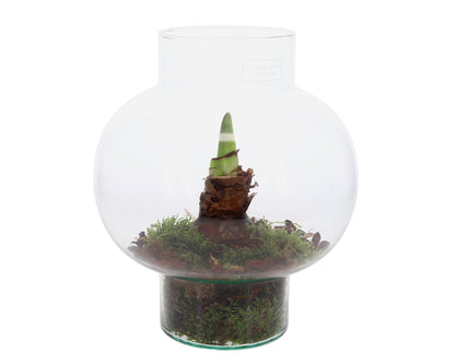Amaryllis in open terrarium Laura