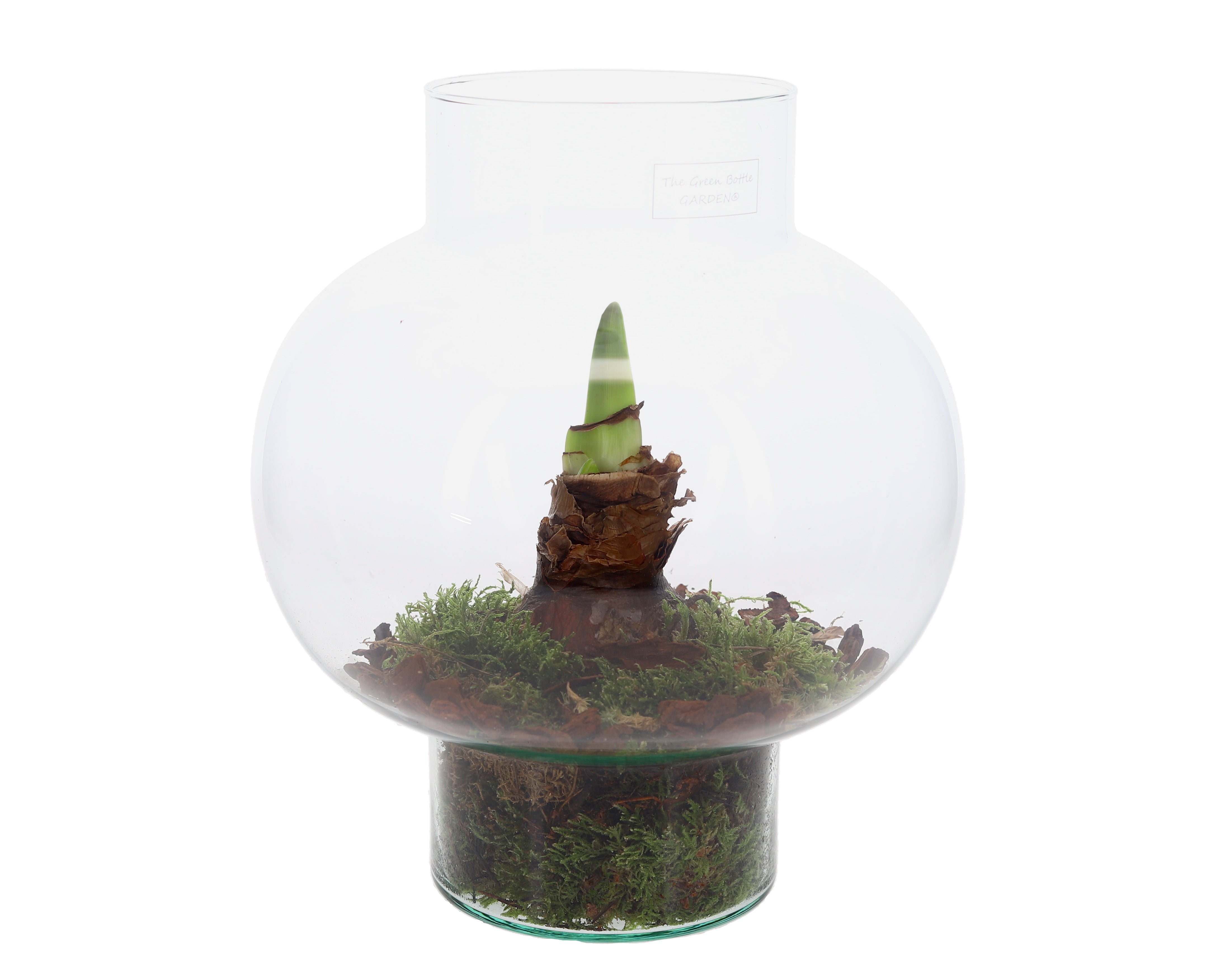 Amaryllis in open terrarium Laura