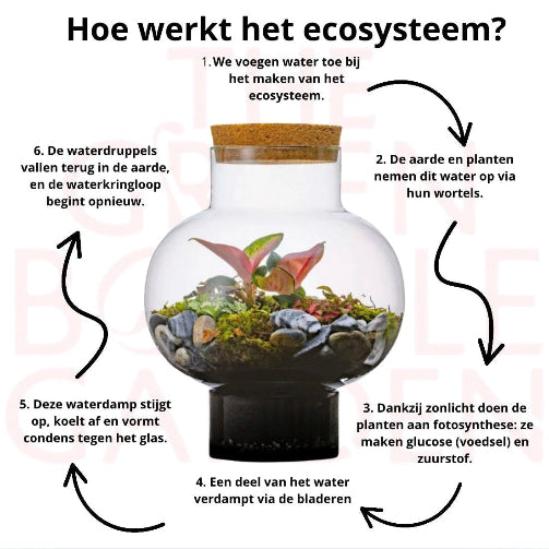 Closed Ecosystem Laura