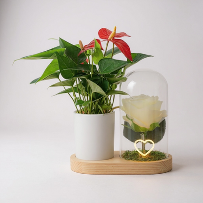 Led hart met witte roos en anthurium rood