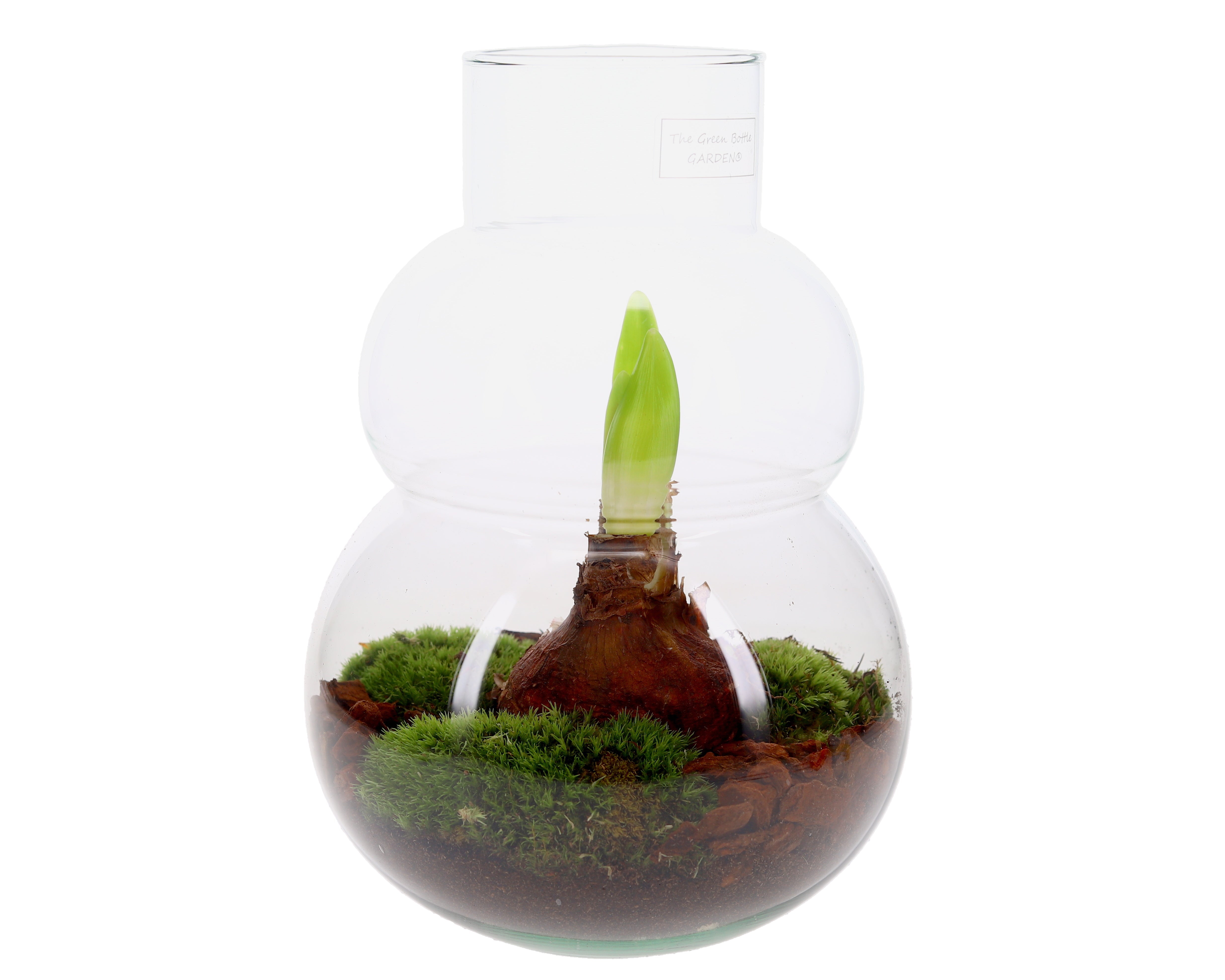 Amaryllis in open terrarium Olaf