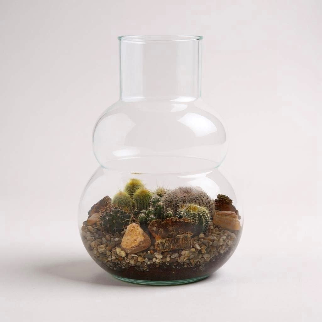 Cacti in Terrarium olaf