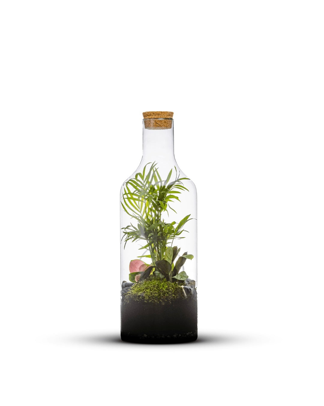 〈N/G〉 SEALED BOTTLE PLANTS Bottle Jungle | handmade bottle garden full of mini green plants