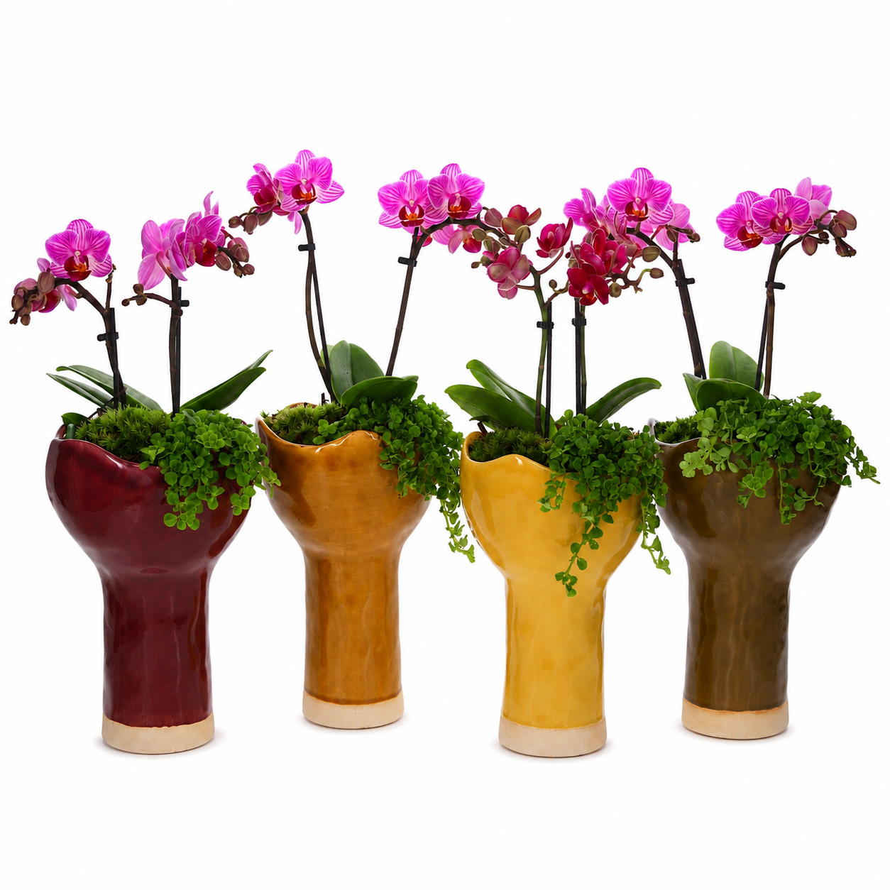 Orchidee in keramieken pot 4 kleuren