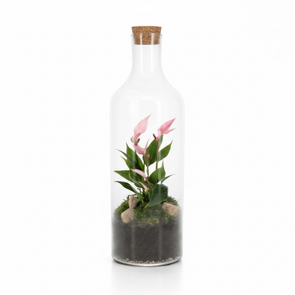 Anthurium Roze in open Terrarium Bottle