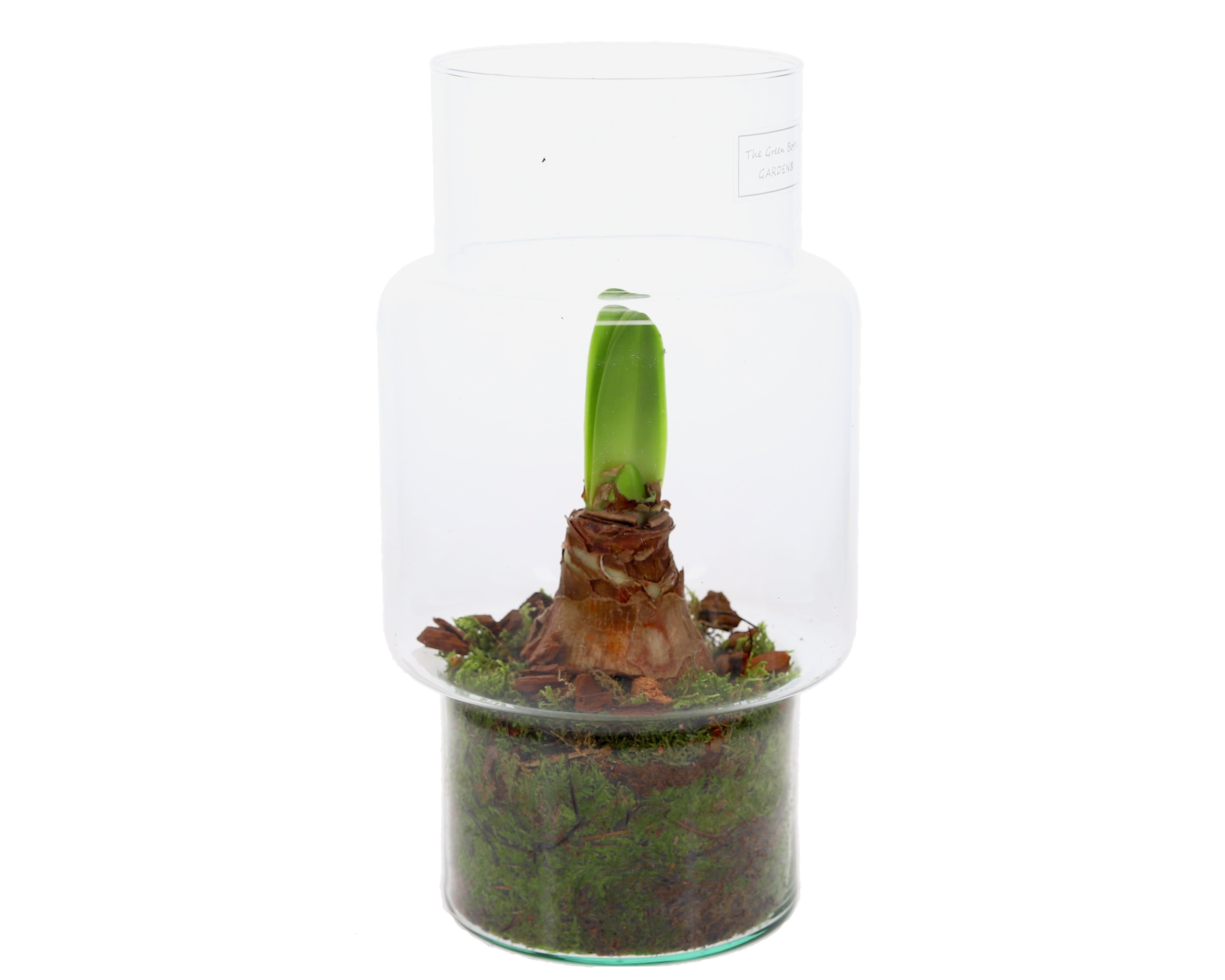 Amaryllis in open terrarium Sara