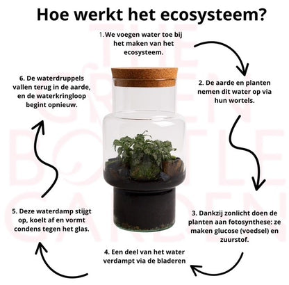 Ecosysteem Sara