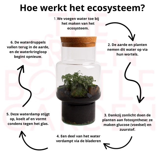 Ecosysteem Sara