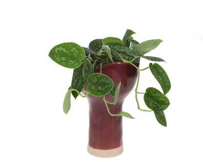 Scindapsus in keramieken vaas rood