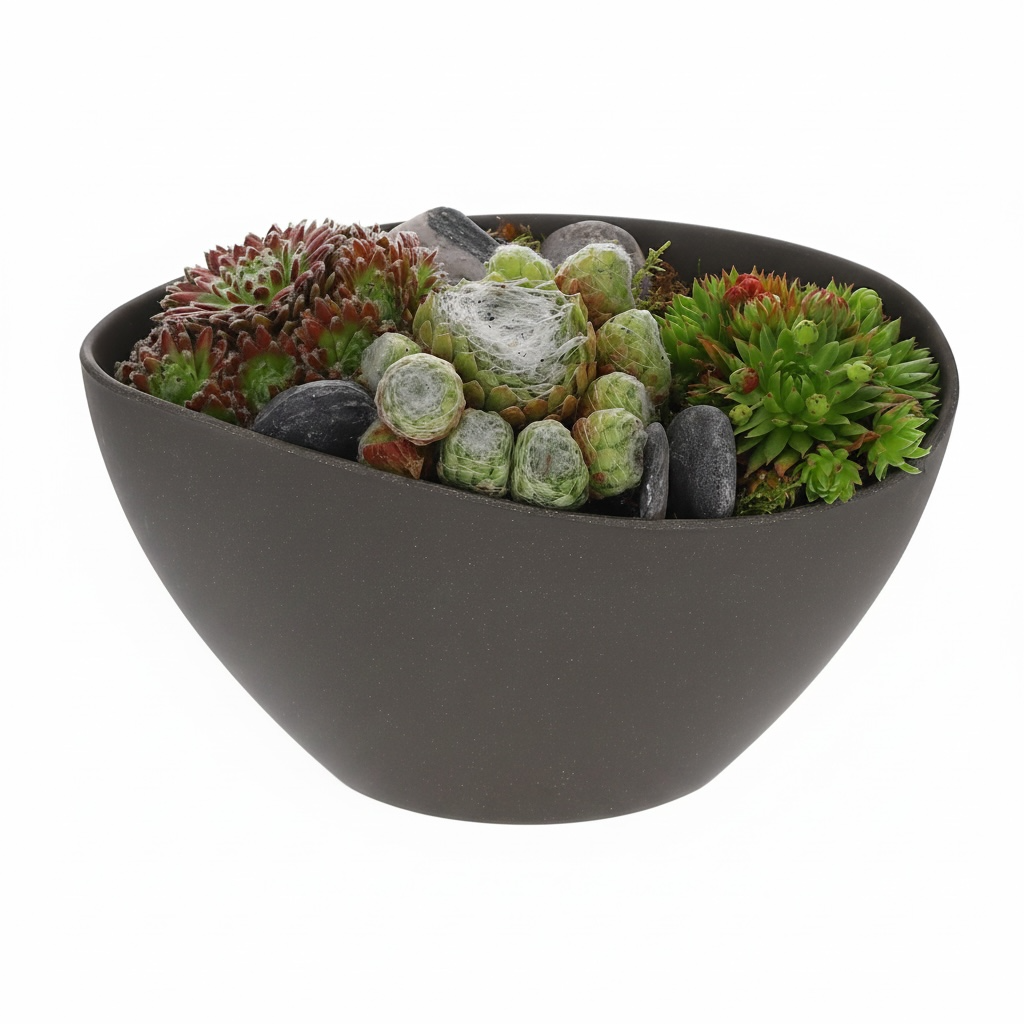 Sempervivium grijs
