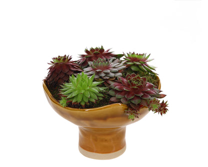 Sempervivum in Keramieken Schaal Karamel