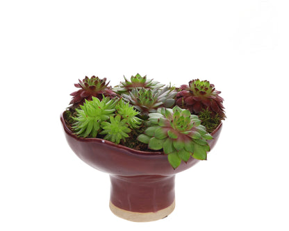 Sempervivum in Keramieken Schaal rood