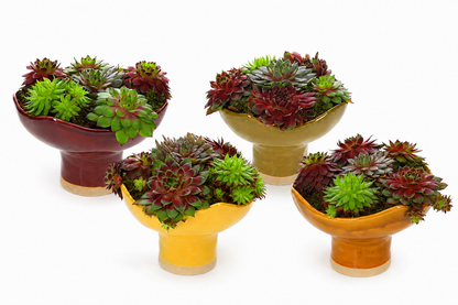 Sempervivum in Schaal 