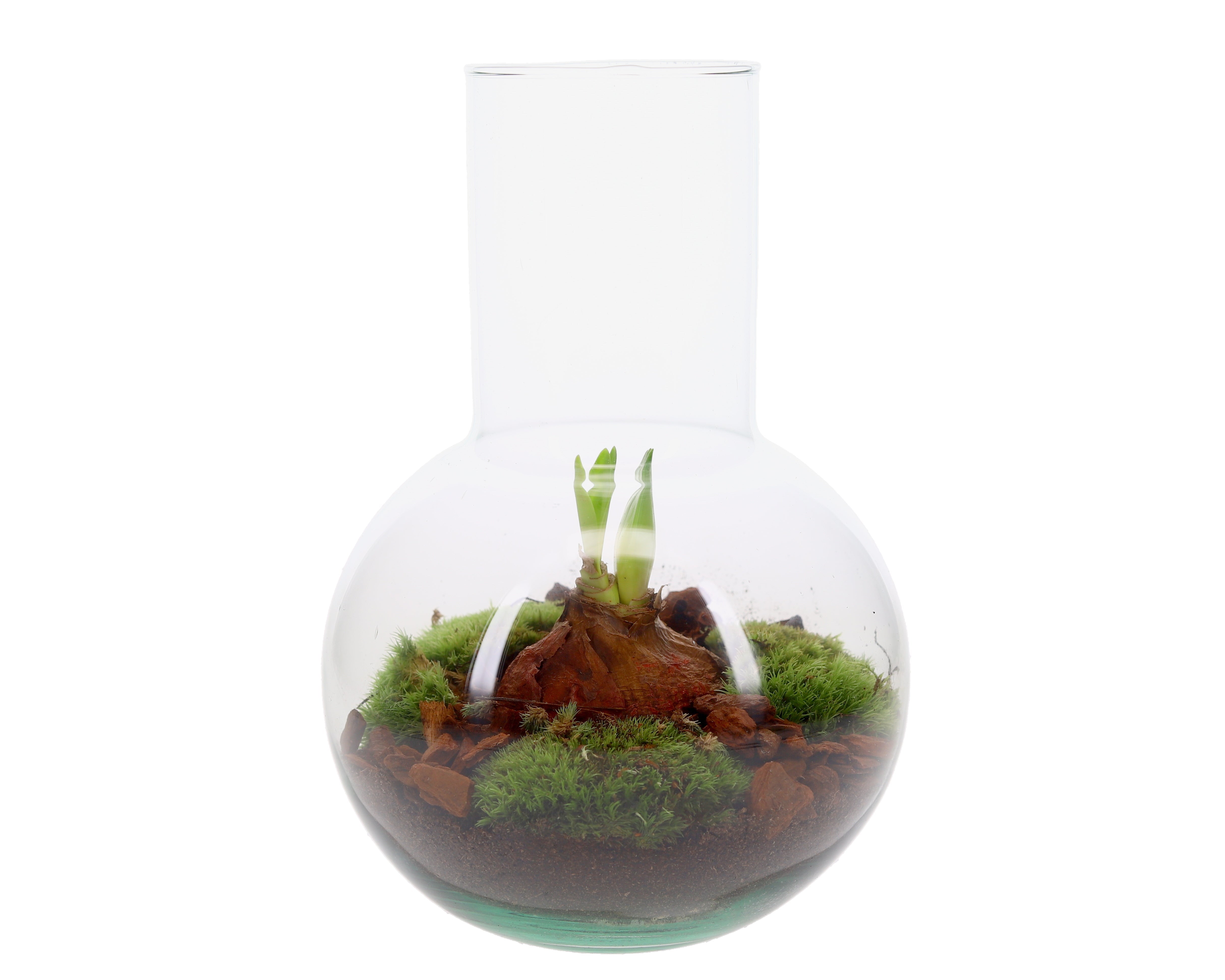 Amaryllis in open terrarium Suzanne