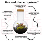 closed Ecosystem Suzanne