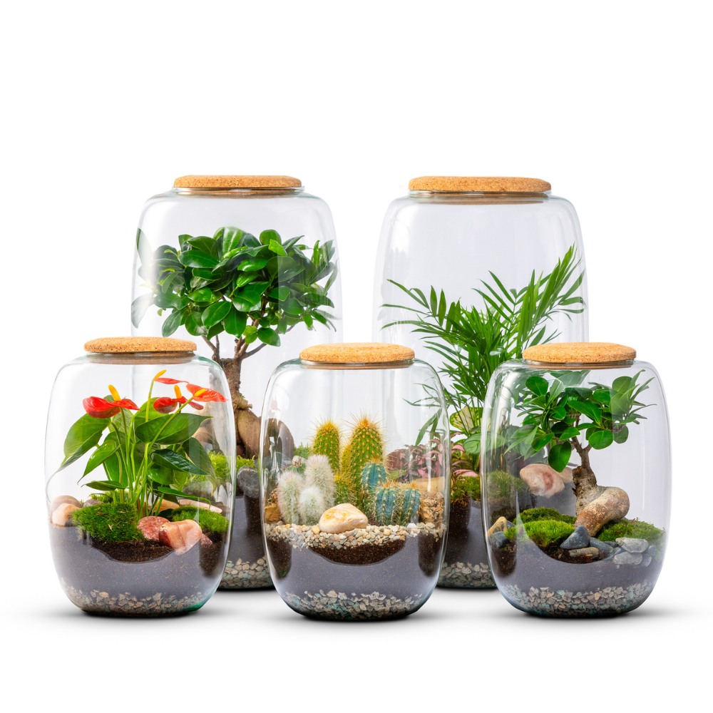 Terrarium_Isabella_Set_The_Green_Bottle_Garden