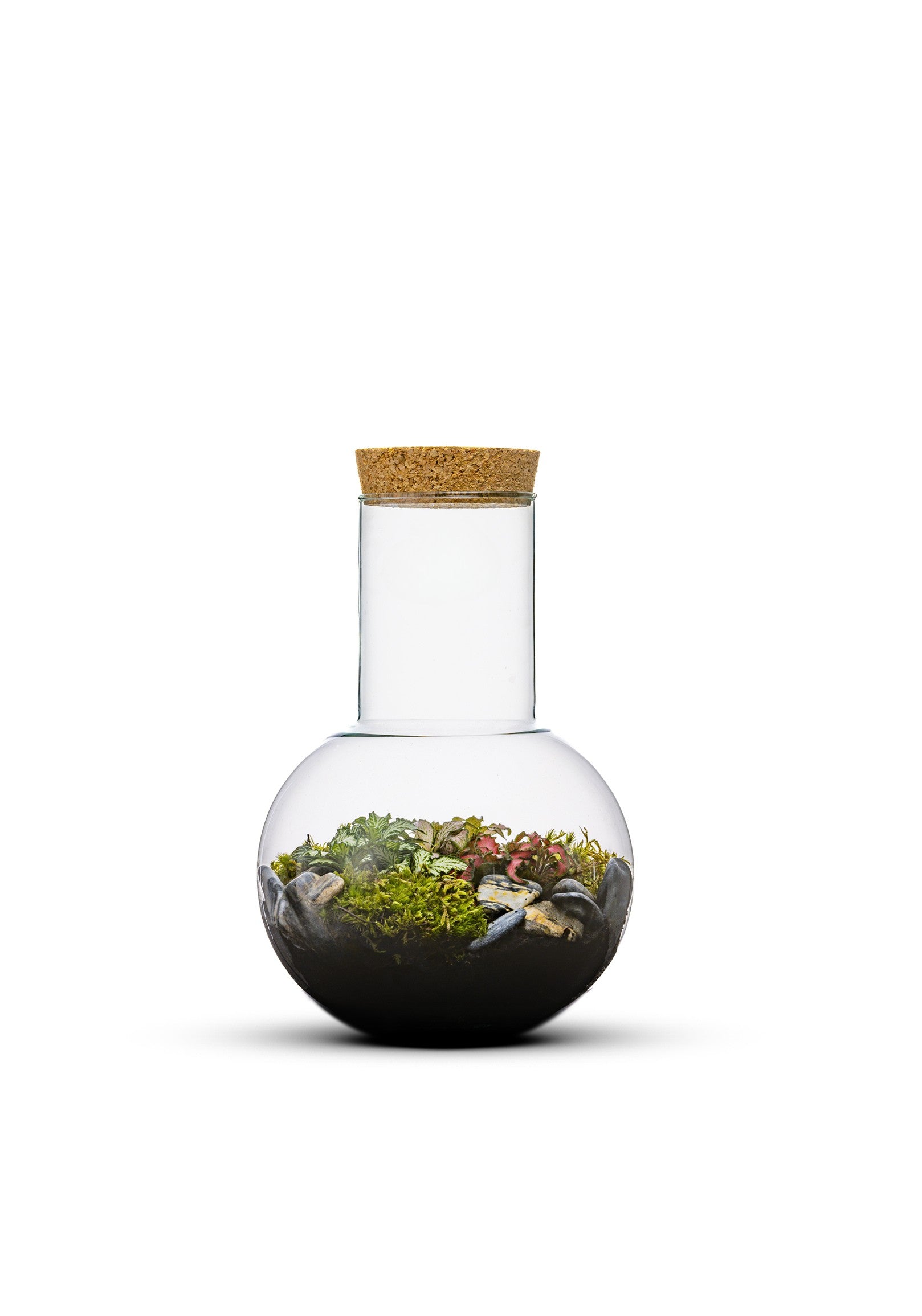 Closed Self-sufficient Terrarium with tropical plants – The Green