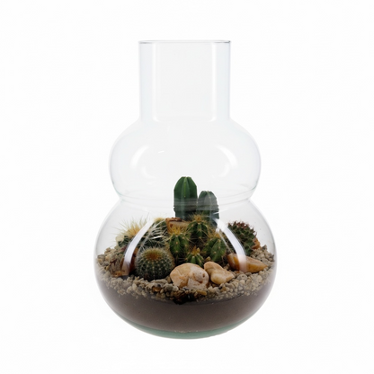 Terrarium cactus olaf L