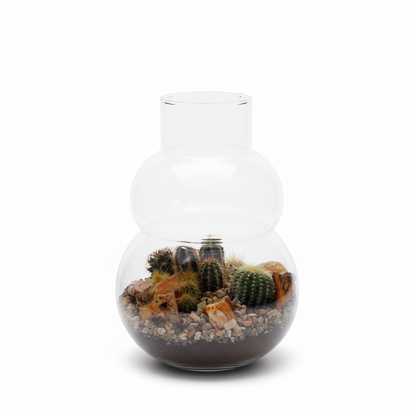 Terrarium cactus olaf M