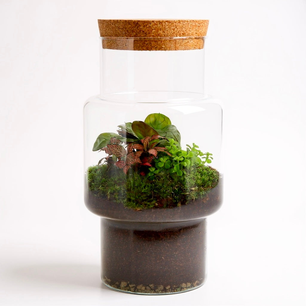 Terrarium groenplanten sara kant en klaar