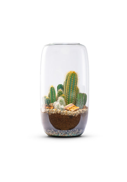 Terrarium groot met cactus