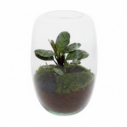 Terrarium open maranta klein