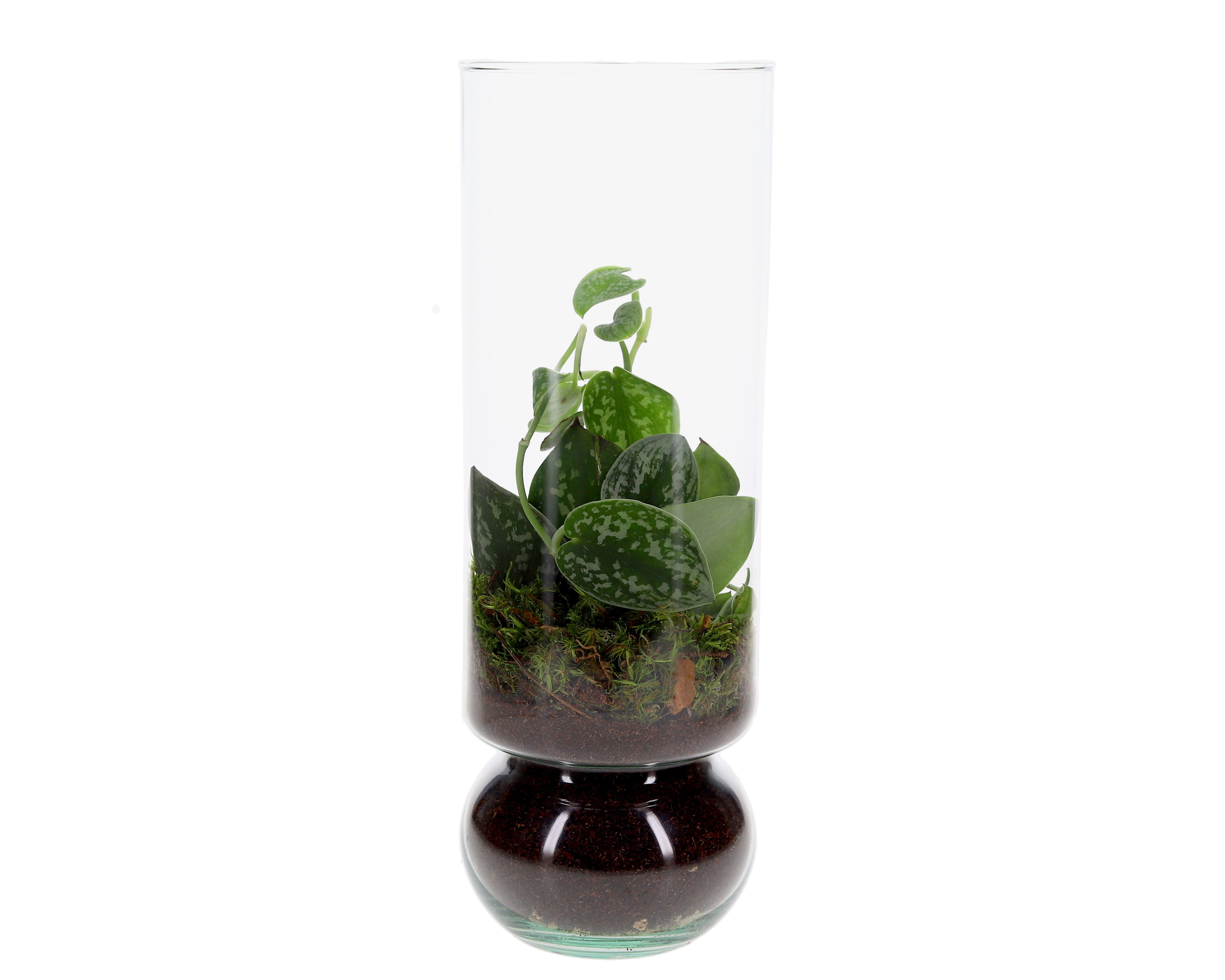 Terrarium vaas scindapsus