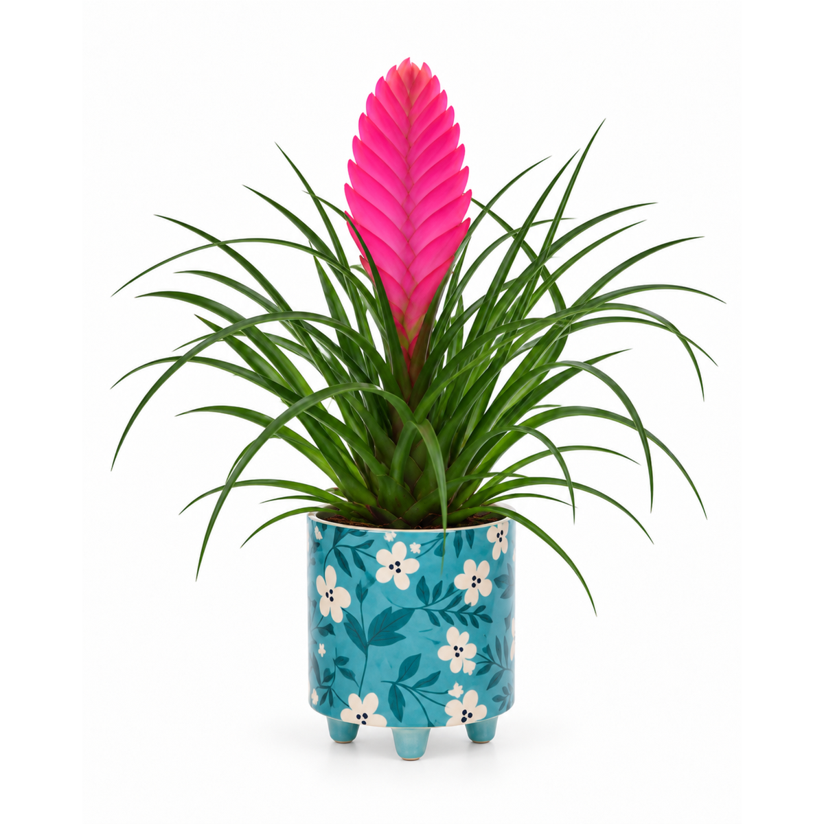 Tillandsia in blauwe bloemtjes pot